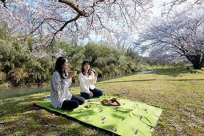 ムードラグでお花見